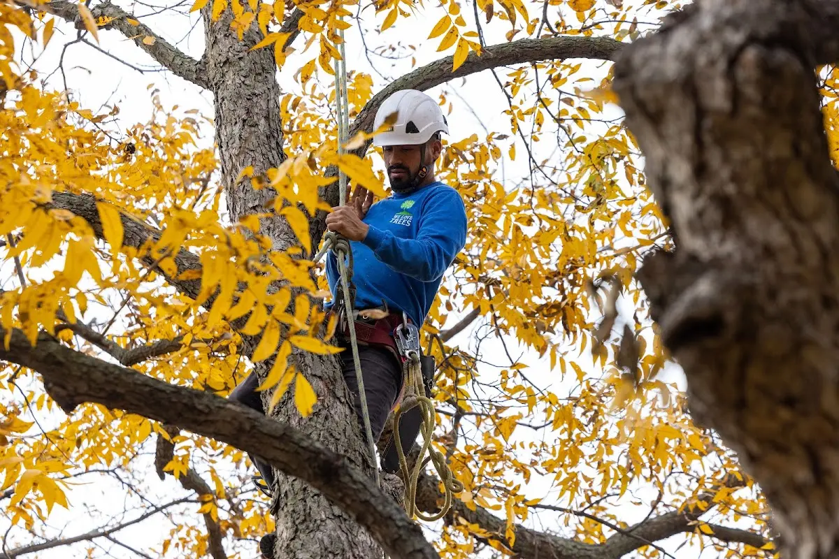 Skilled Dead Tree Removal crew working in Mead